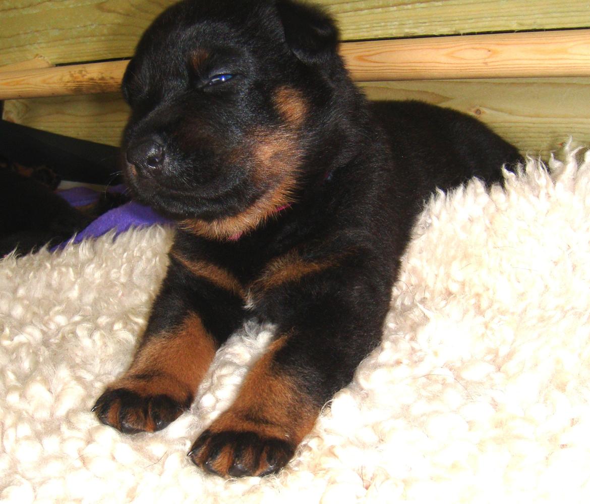 Beauceron Woodt Light Cooper - Like a boss billede 18