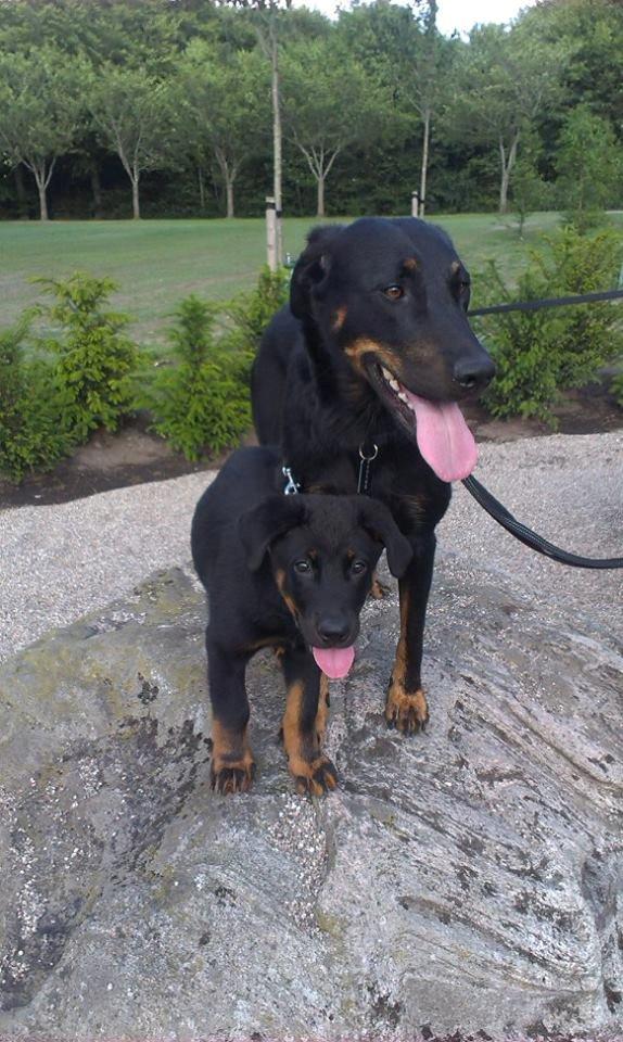 Beauceron Woodt Light Cooper - Cooper 9 uger gammel sammen med mor Blance billede 19
