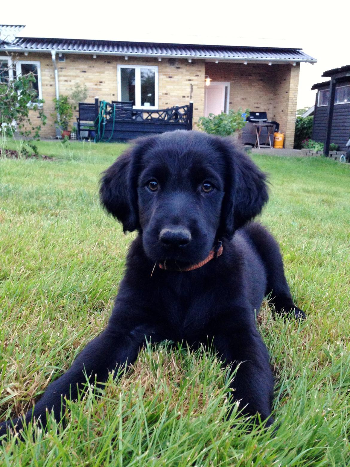 Blanding af racer Sia billede 11