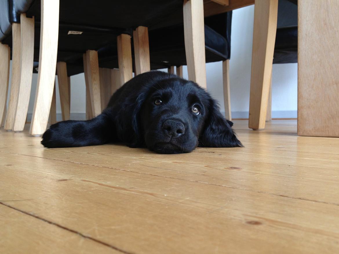 Blanding af racer Sia billede 12