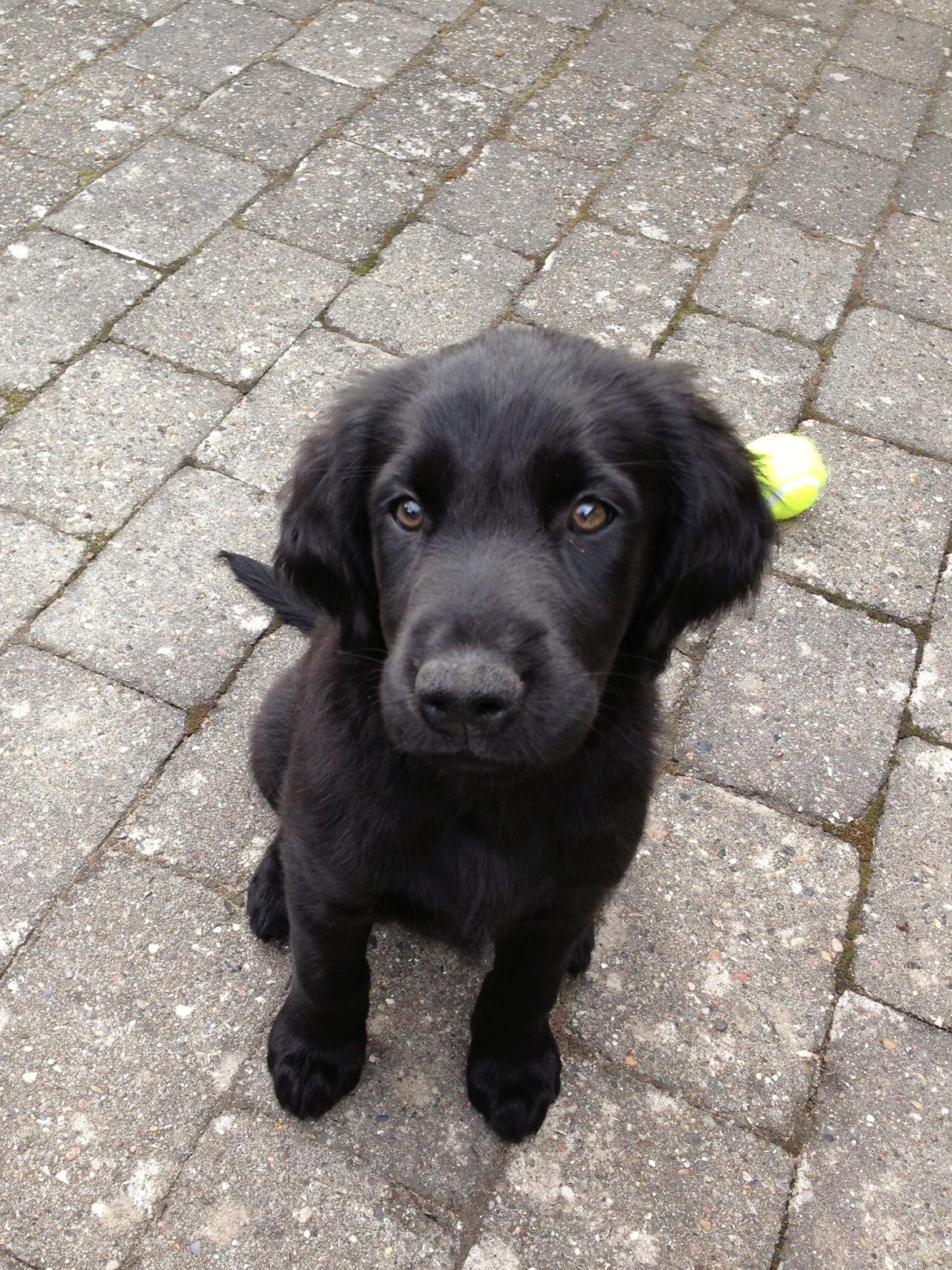 Blanding af racer Sia billede 13