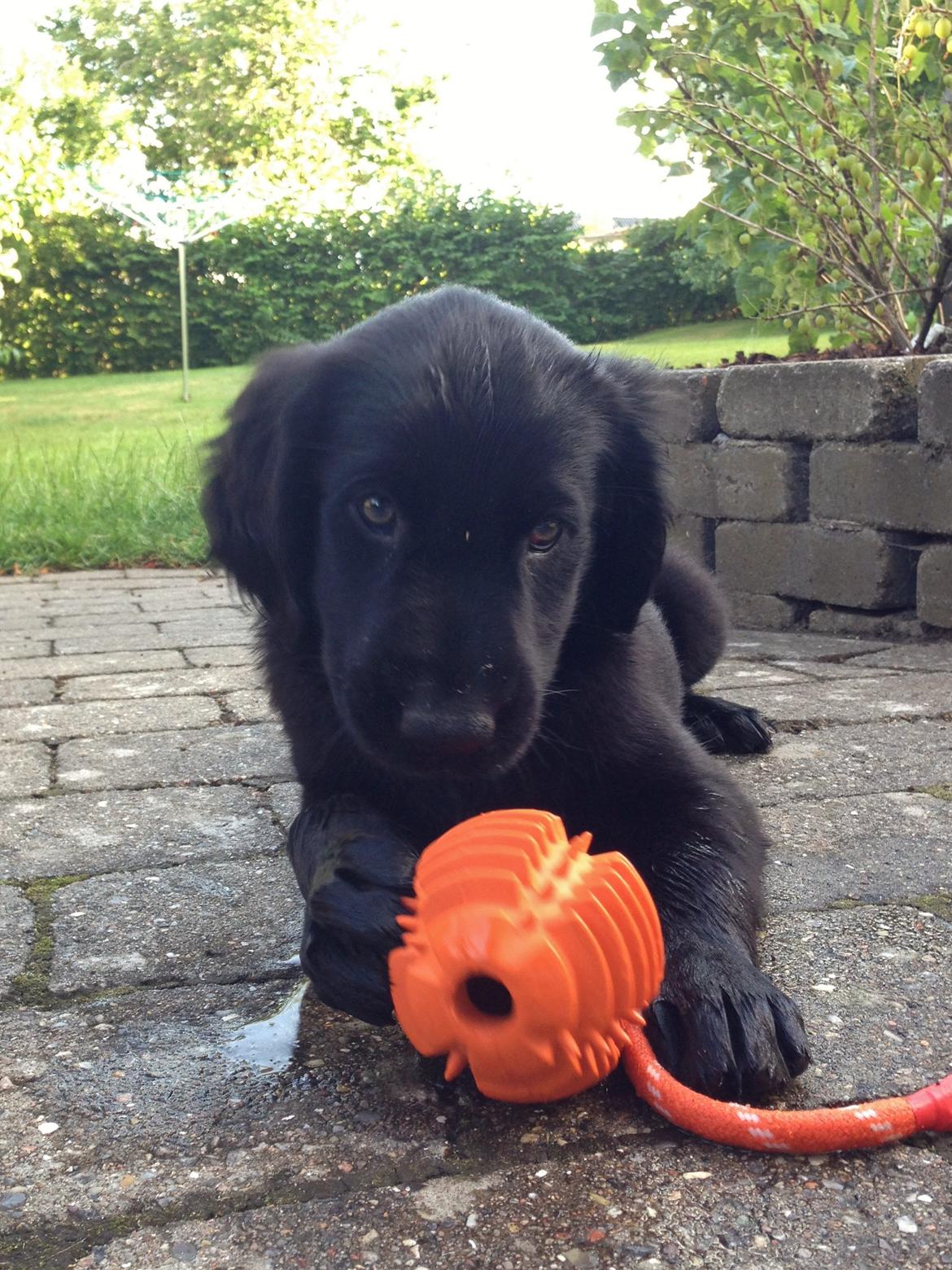 Blanding af racer Sia billede 14