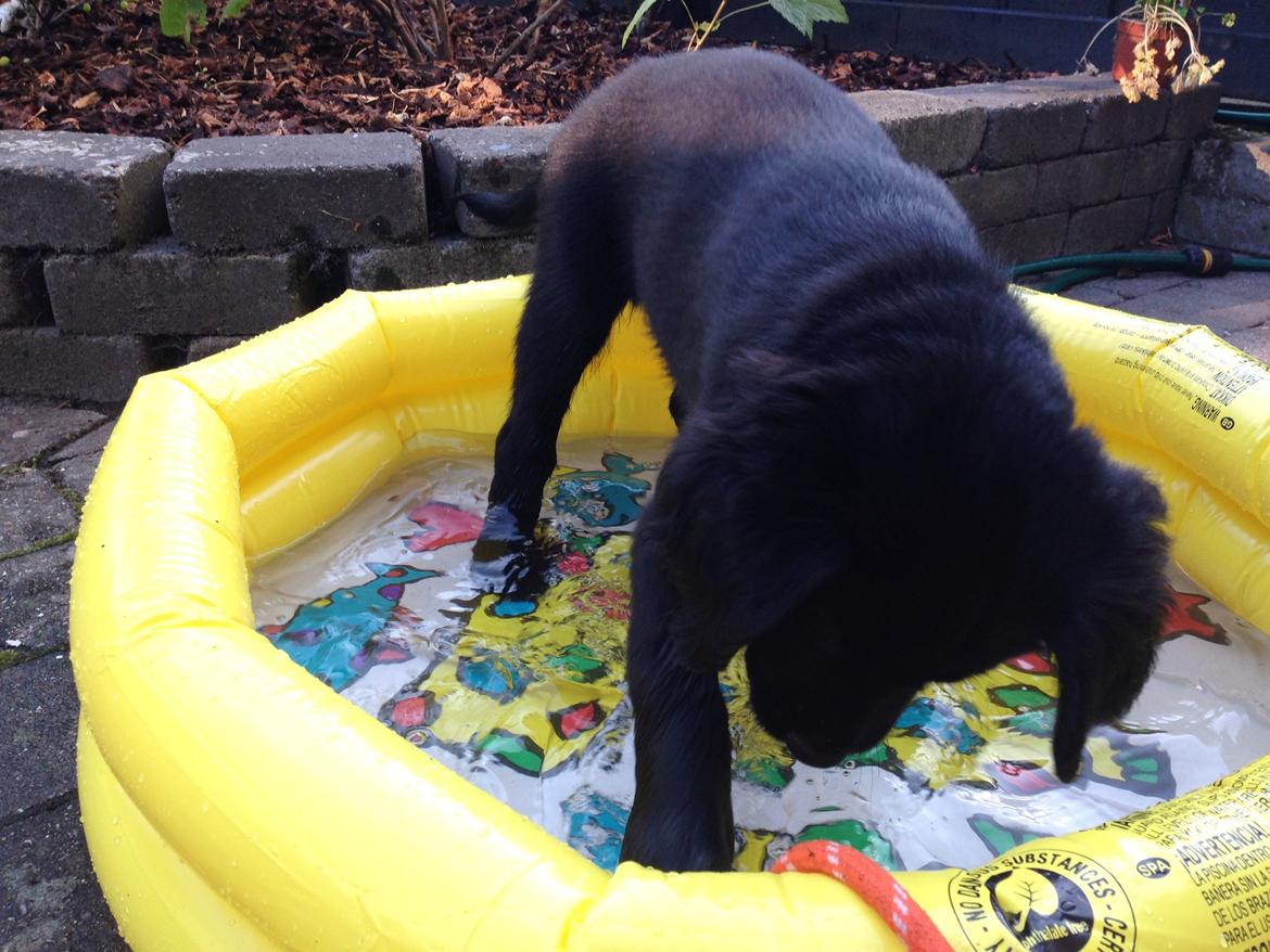 Blanding af racer Sia - Sia er vild med vand og har derfor fået sit eget lille badebassin :) billede 15