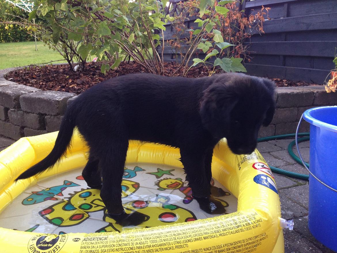 Blanding af racer Sia billede 16