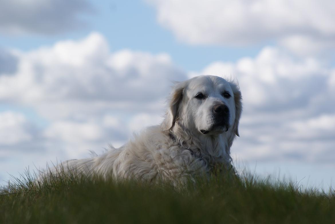 Golden retriever Balou billede 22