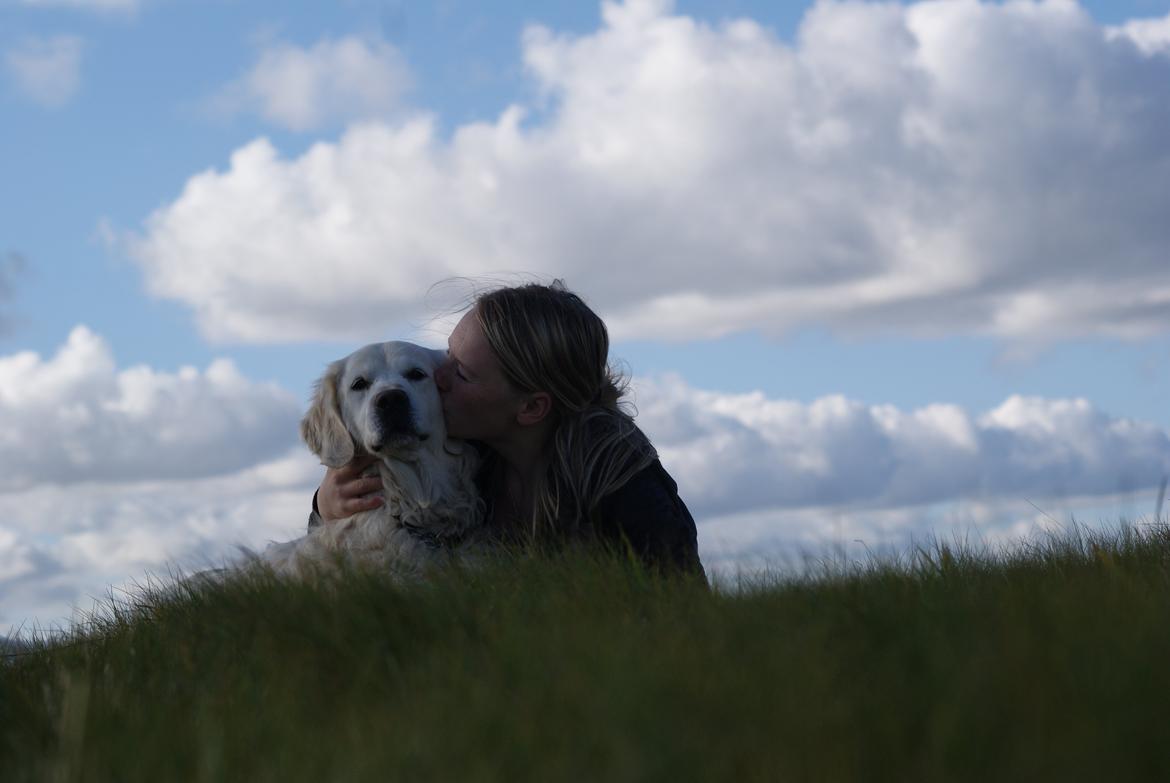 Golden retriever Balou - Verdens dejligst og smukkeste hund! Balou jeg elsker dig af hele mit hjerte!! <3 billede 2