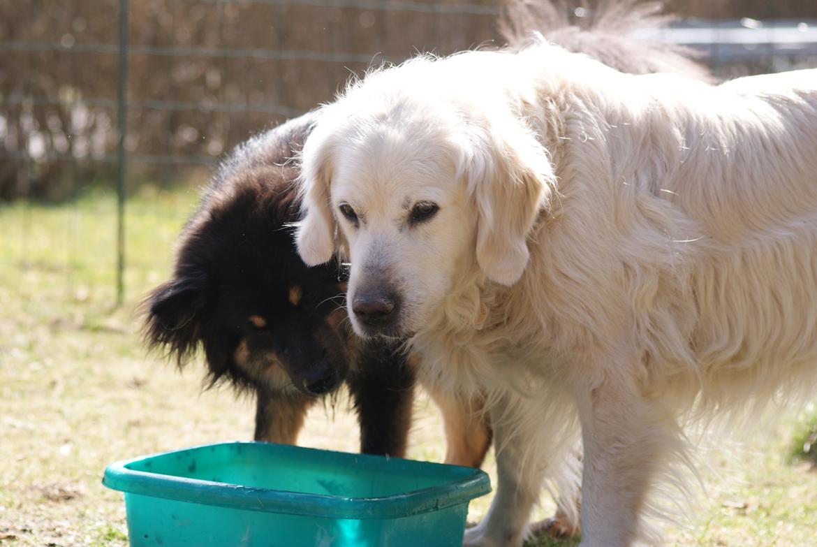 Golden retriever Balou - De sødeste hunde jeg kender! billede 23