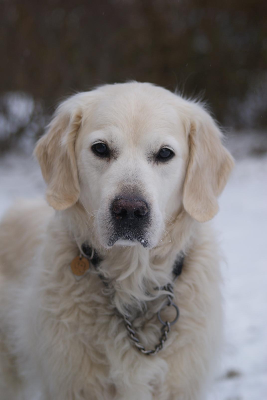 Golden retriever Balou - Smuk golden i sneen 2012 billede 24