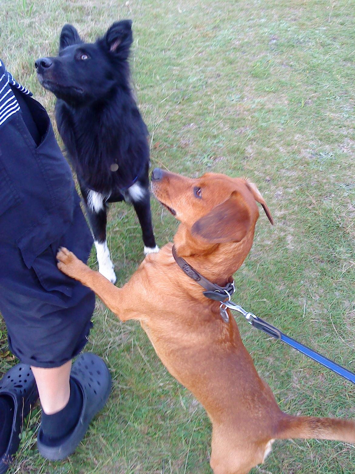 Border collie Vaks<3. - Vaks og Sofus, et gammelt billede billede 17