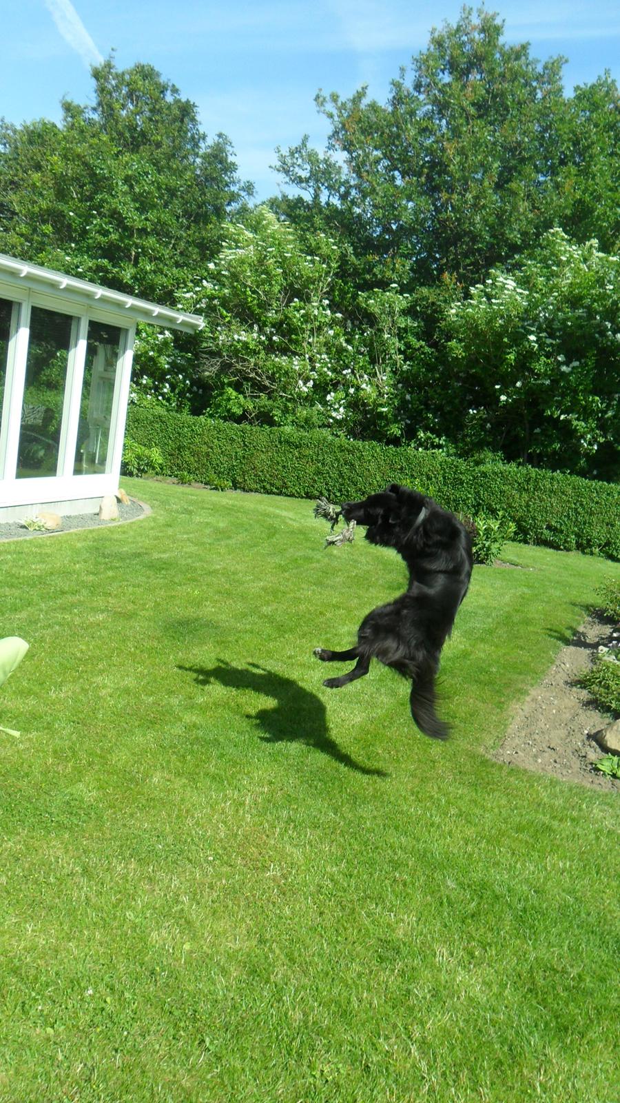 Border collie Vaks<3. billede 19