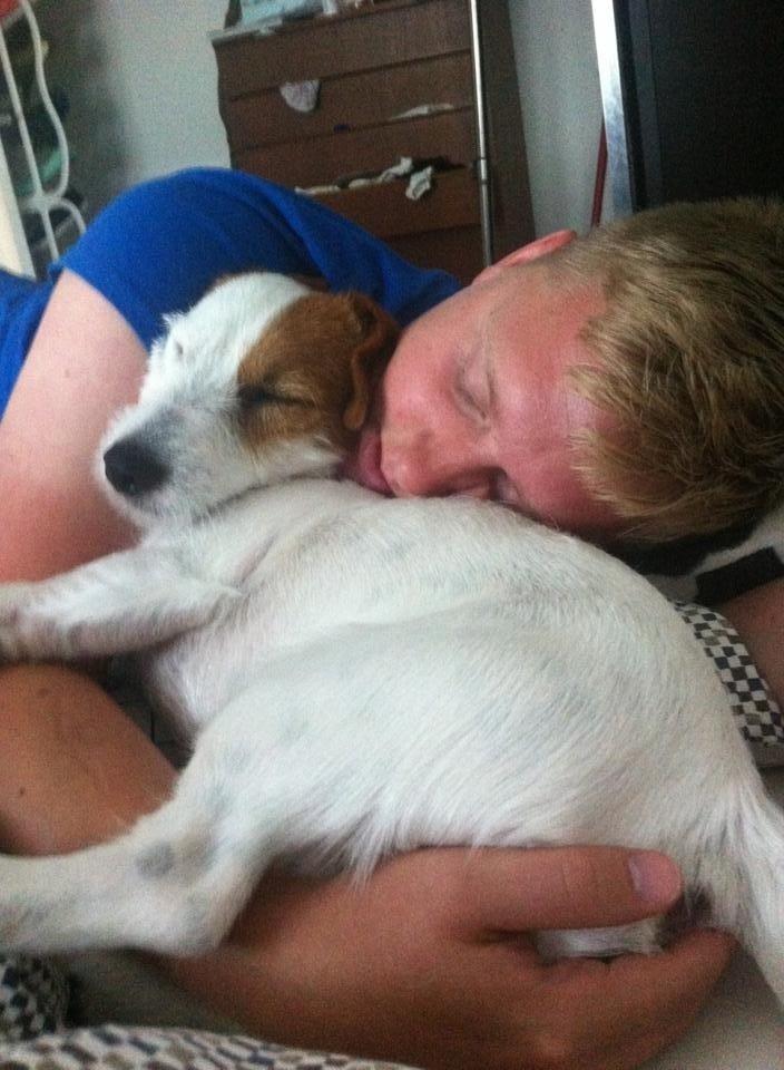 Jack russell terrier Kajsenborg's Jack Sparrow billede 21