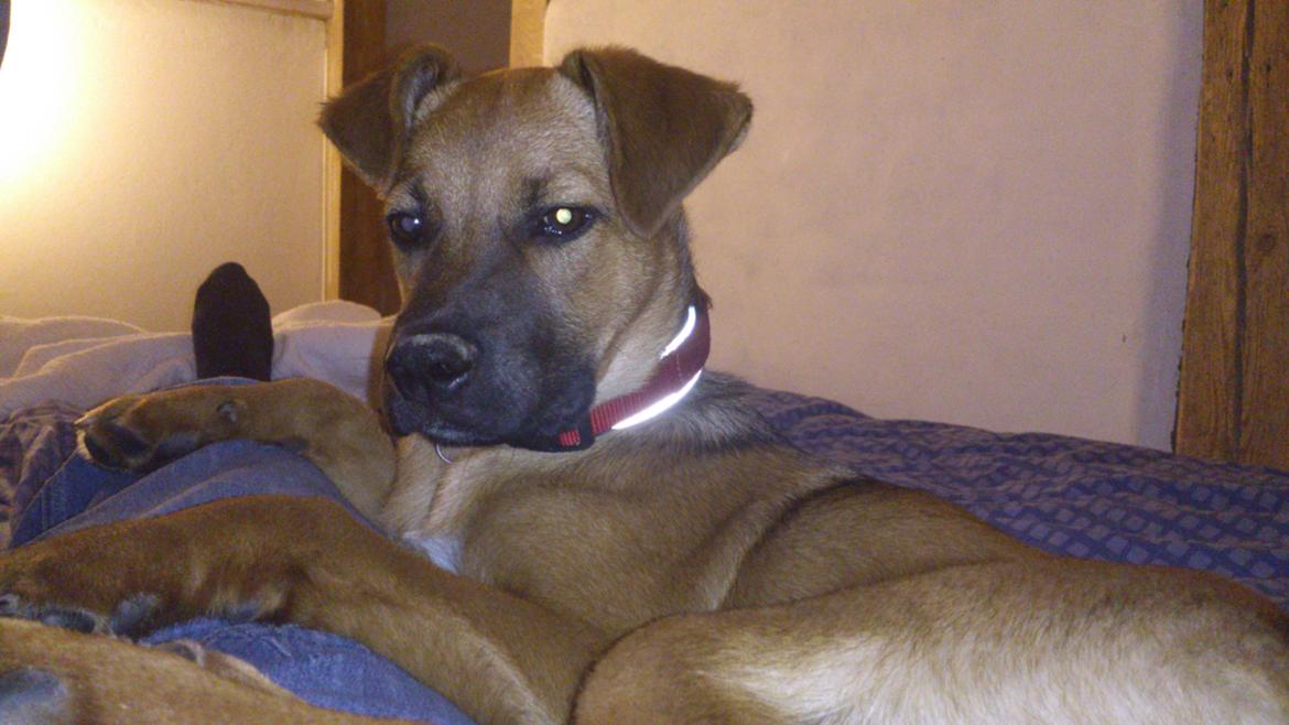 Blanding af racer Kaydee <3 billede 18