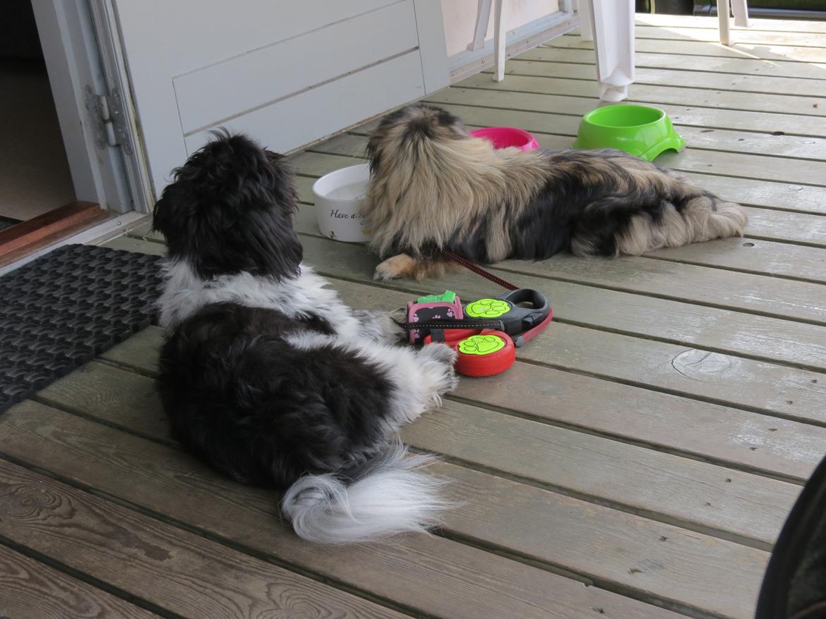 Blanding af racer Bashet - Bashet på sommerferie i Holbæk juli 2013 billede 5