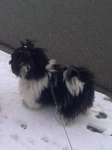 Blanding af racer Bashet - Forår 2013 med langt hår billede 4
