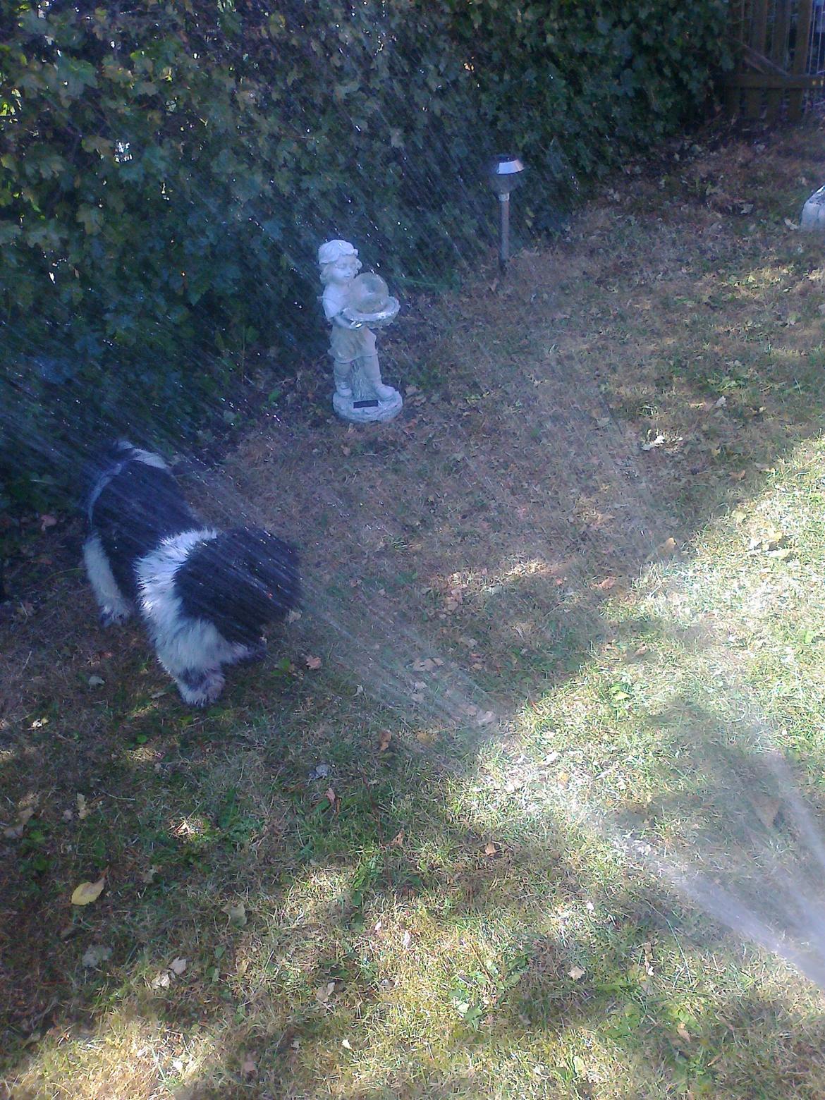 Blanding af racer Bashet - Bashet fpr brusebad i haven under hedebølgen. billede 6