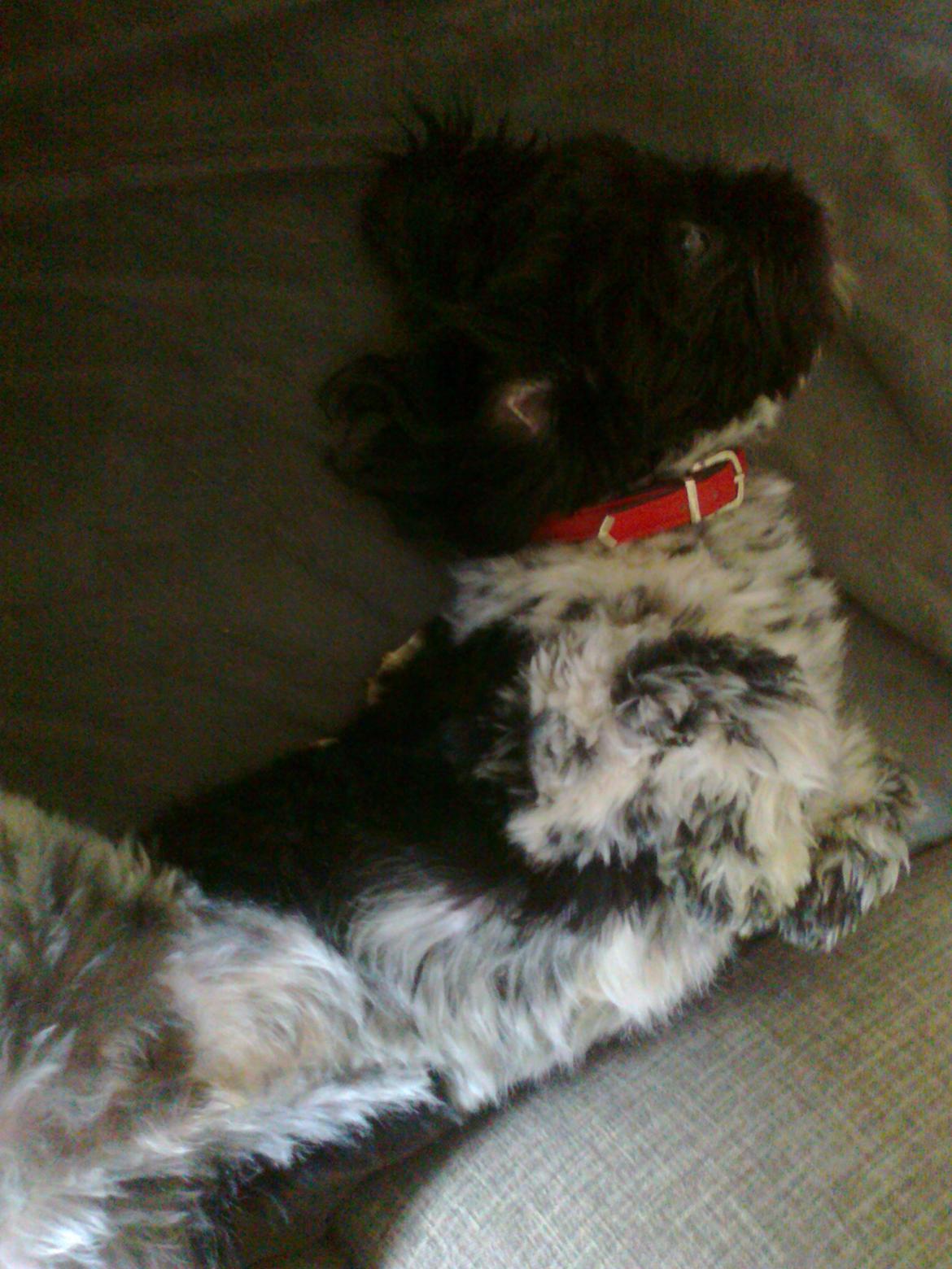 Blanding af racer Bashet - Her kan man se alle dalmatinerpletterne. Han blev bare såå fin da han blev klippet billede 7