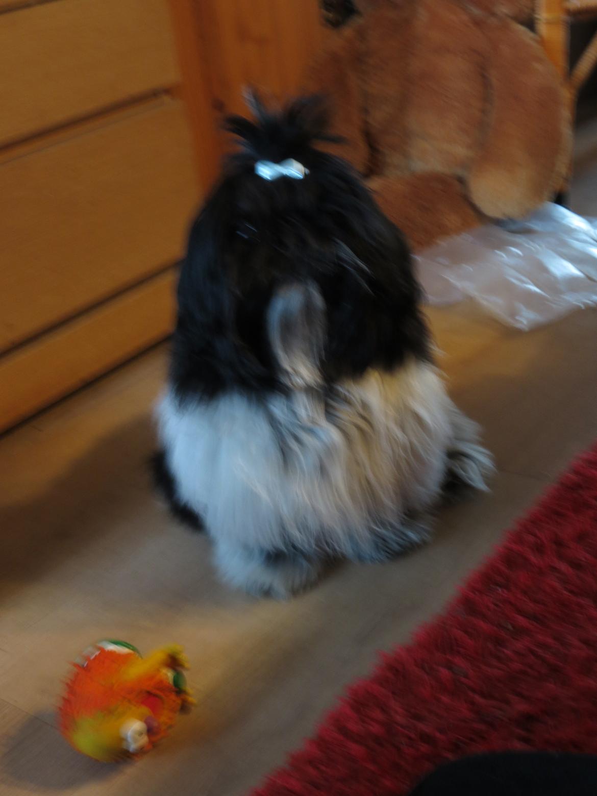 Blanding af racer Bashet - Smukke Bashet med langt hår billede 8