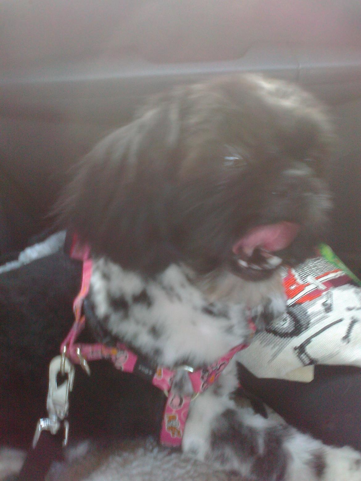 Blanding af racer Bashet - På vej hjem fra frisøren efter 1. klipning.  billede 9