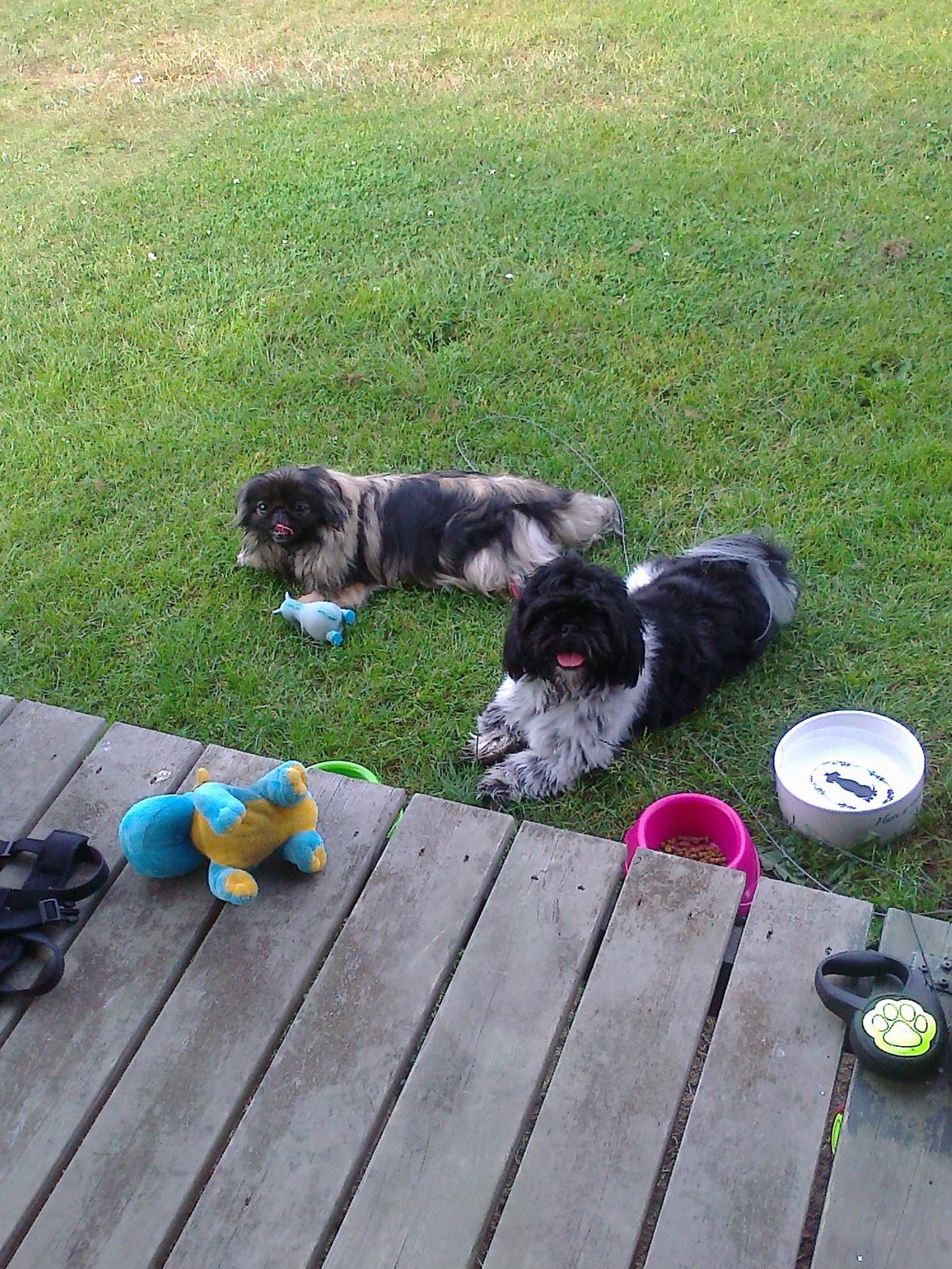 Pekingeser Sille RIP - Sille sammen med Bashet på ferie i Holbæk juli 2013 billede 4