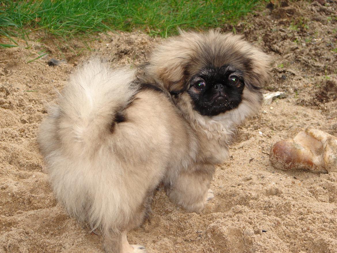 Pekingeser Sille RIP - Sille med hvalpepels ca 7 mdr. billede 11