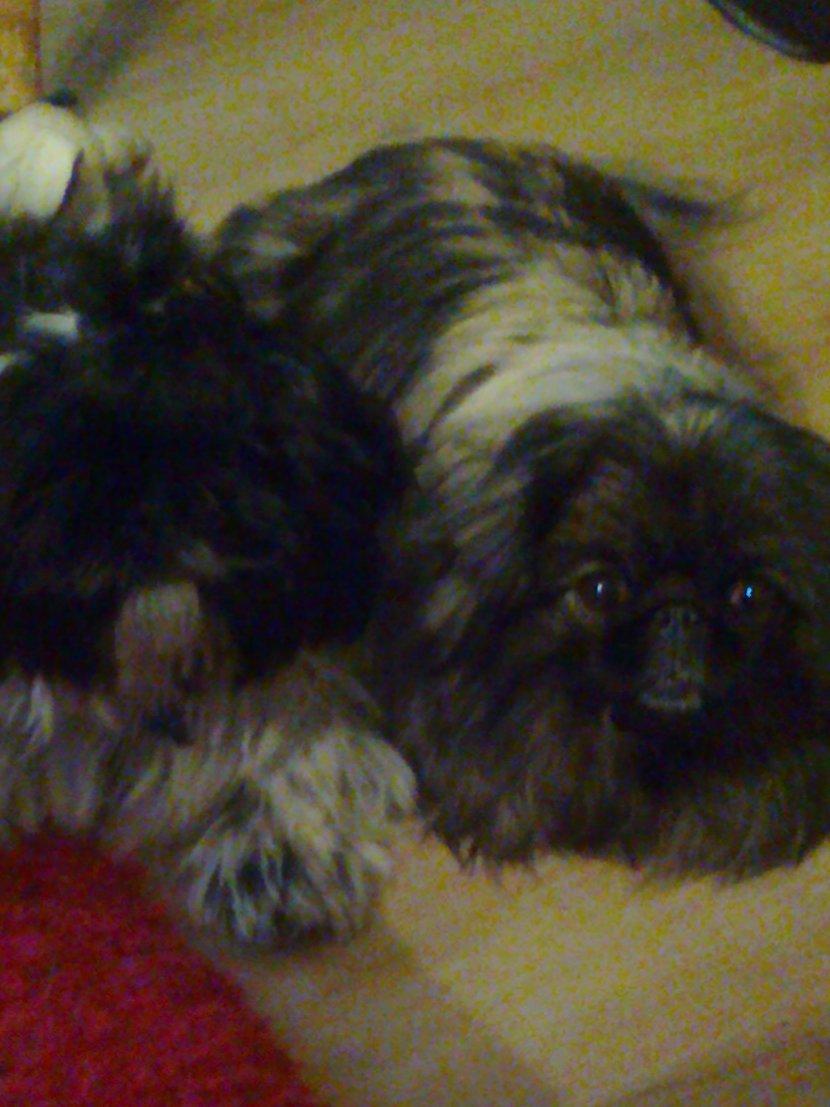 Pekingeser Sille RIP - Sille elsker at putte sammen med sin nye "bror" Bashet billede 3