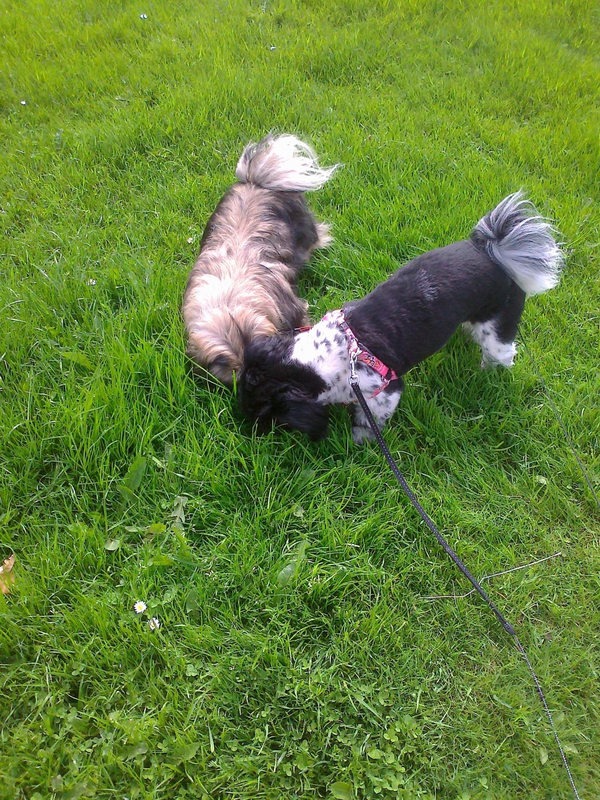 Pekingeser Sille RIP - Sille og Bashet er bare uadskillelige. billede 5