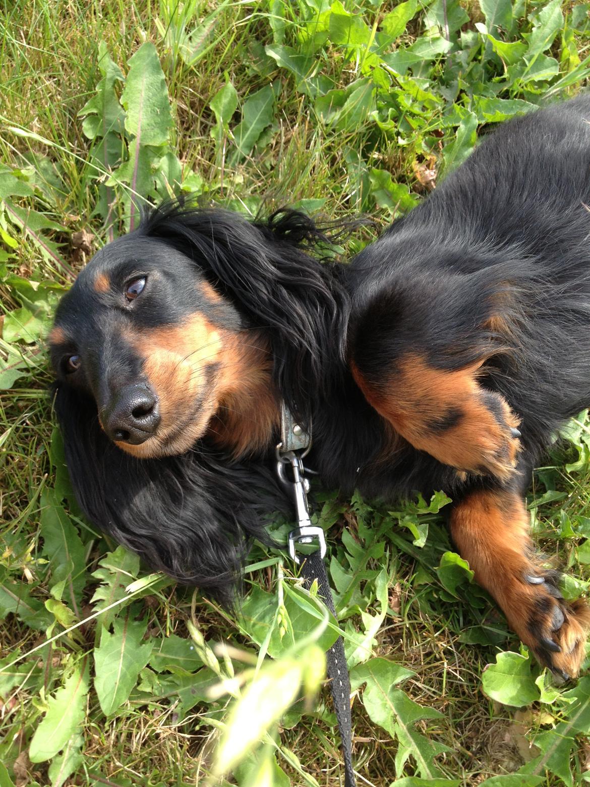 Miniature gravhund Malou billede 1
