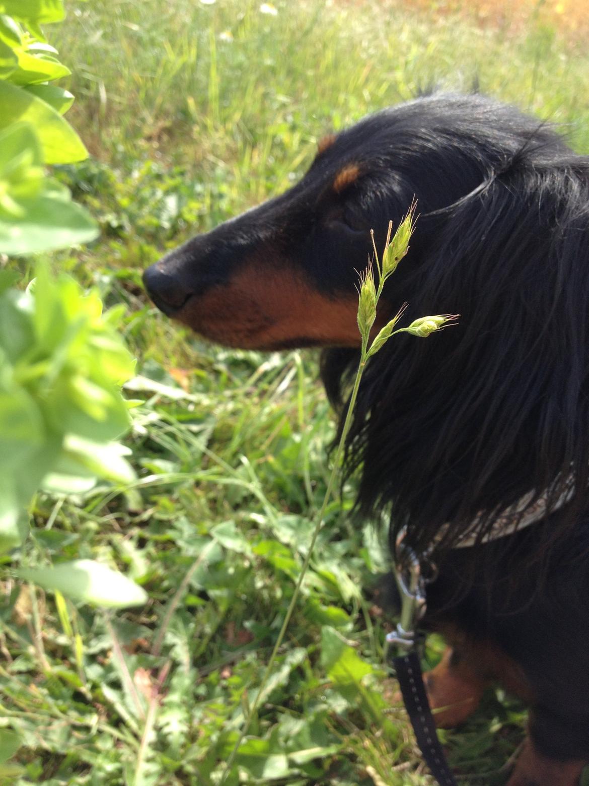 Miniature gravhund Malou billede 2