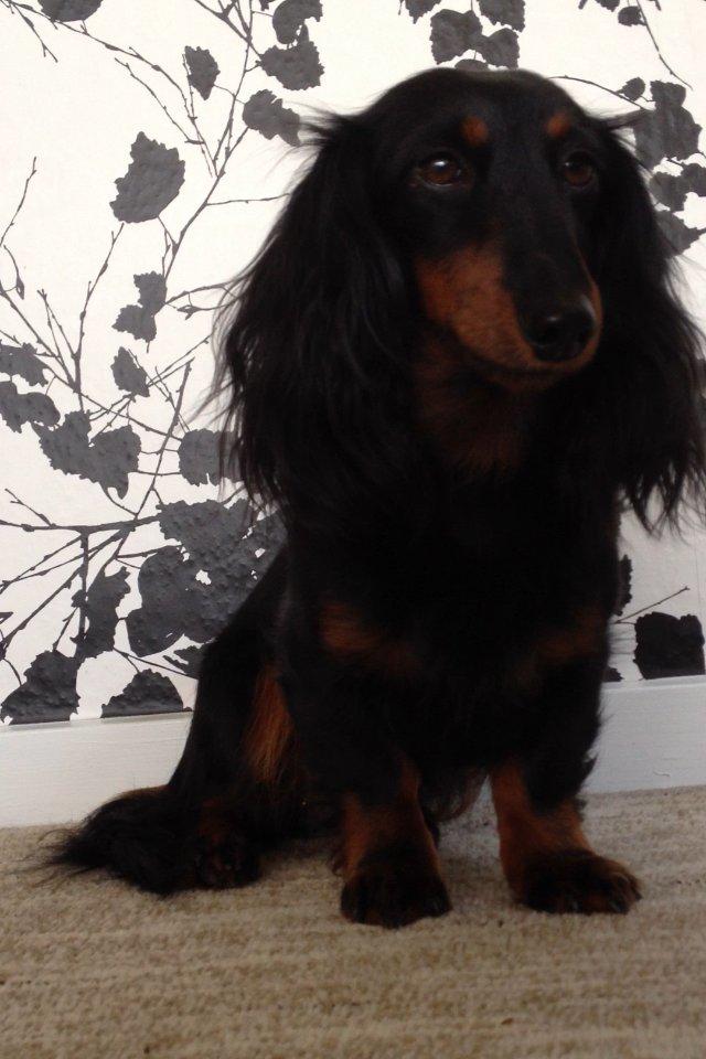 Miniature gravhund Malou billede 3
