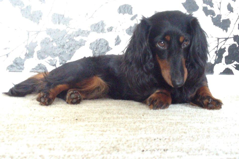 Miniature gravhund Malou billede 4
