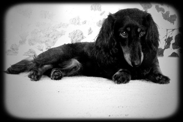 Miniature gravhund Malou billede 5