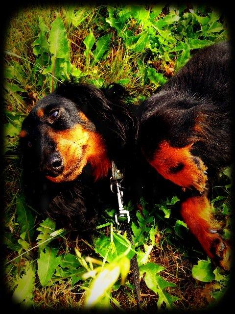 Miniature gravhund Malou billede 6