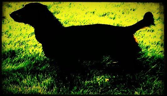Miniature gravhund Malou billede 7