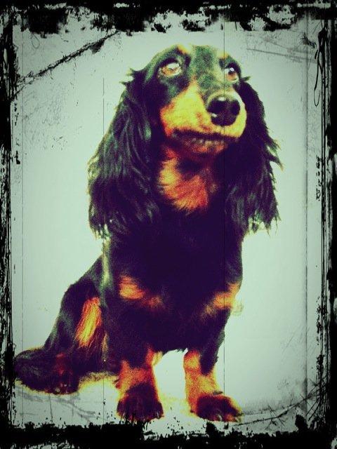 Miniature gravhund Malou billede 8