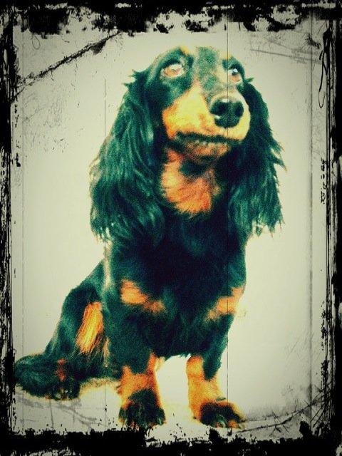 Miniature gravhund Malou billede 9