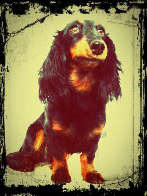 Miniature gravhund Malou billede 10