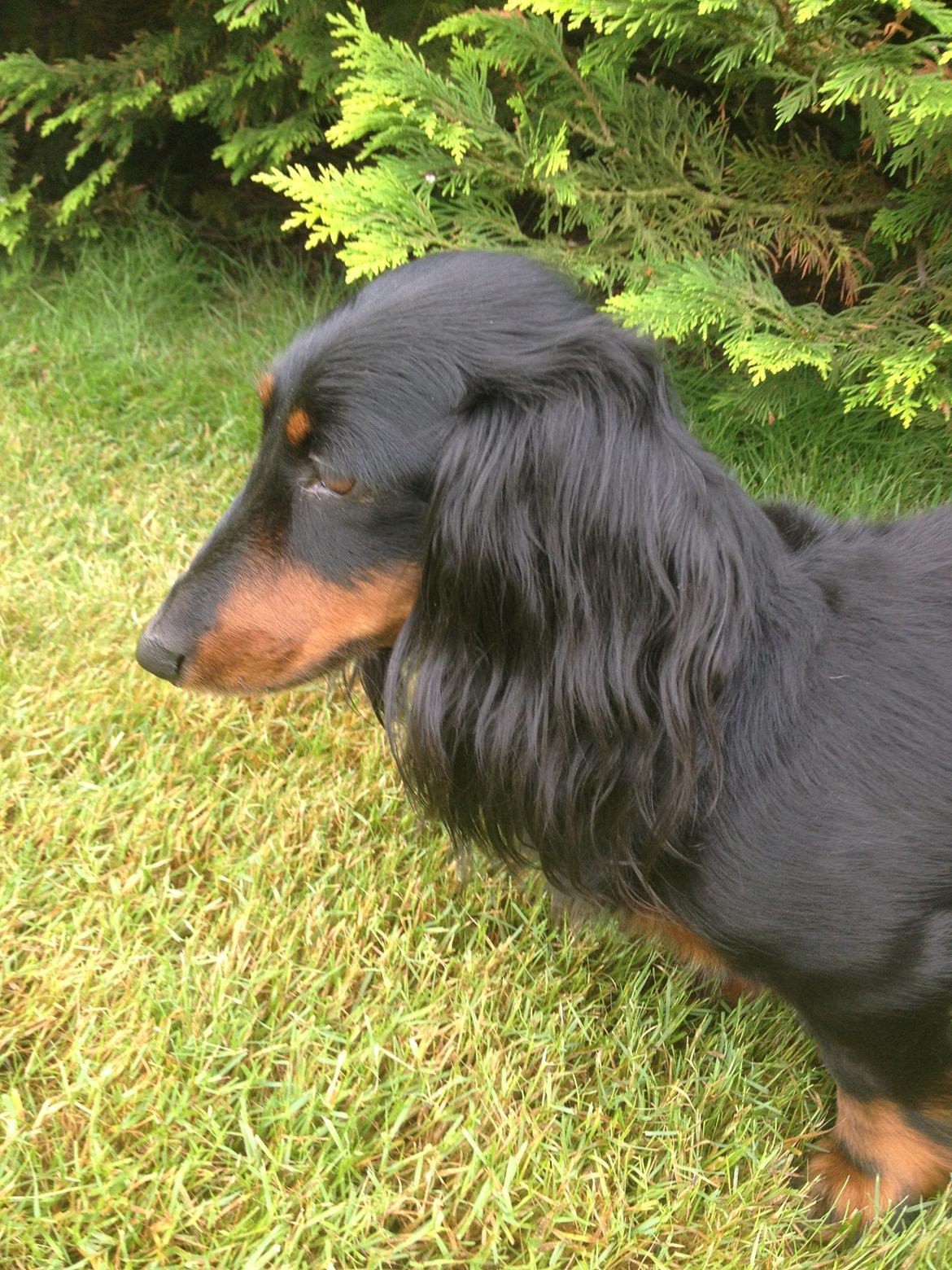 Miniature gravhund Malou billede 12
