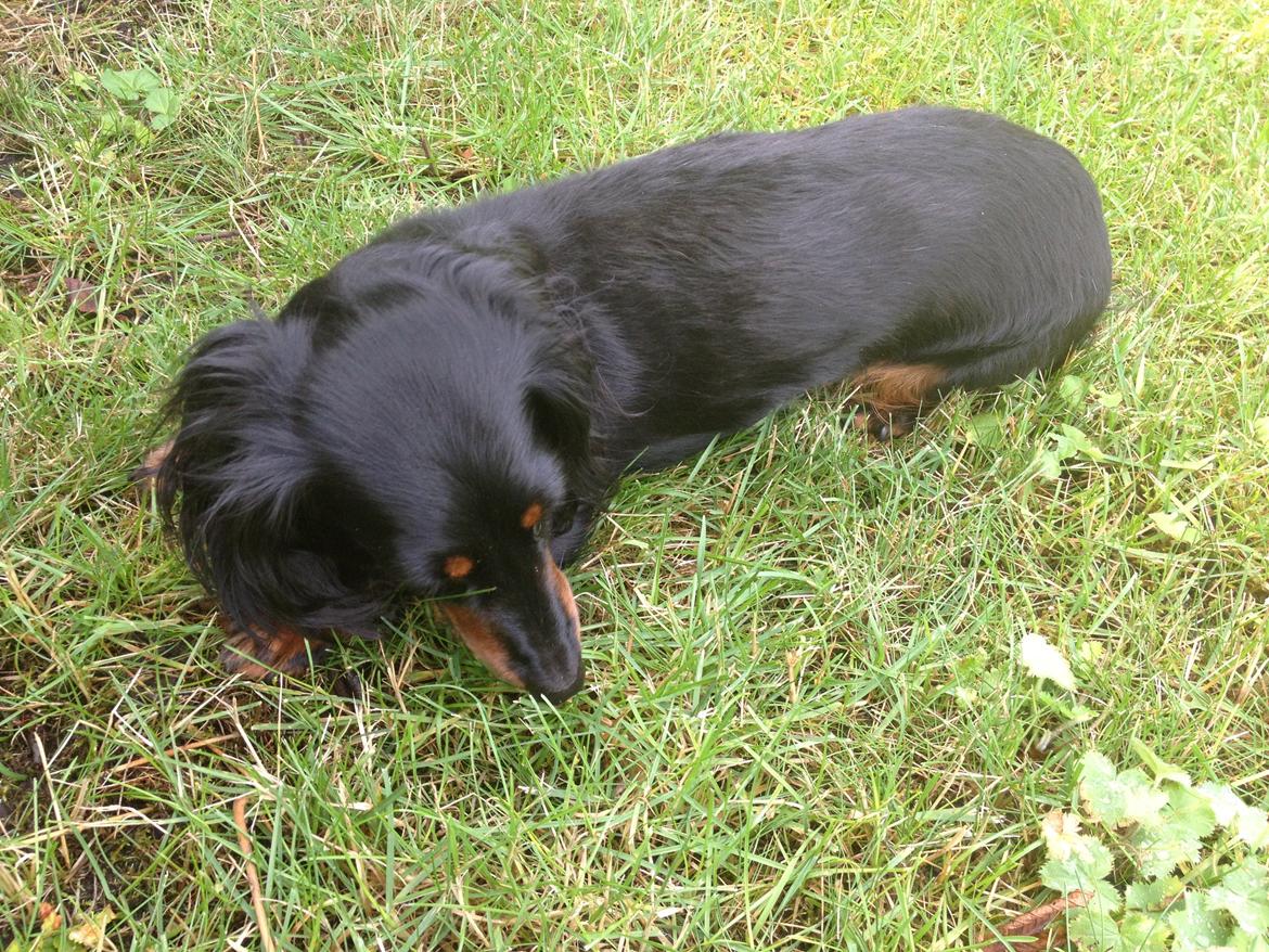 Miniature gravhund Malou billede 13