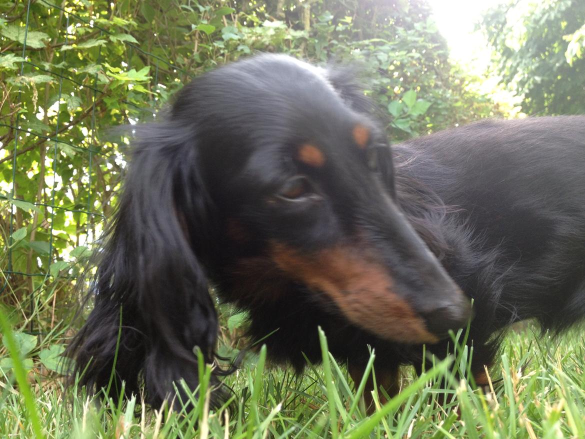 Miniature gravhund Malou billede 14