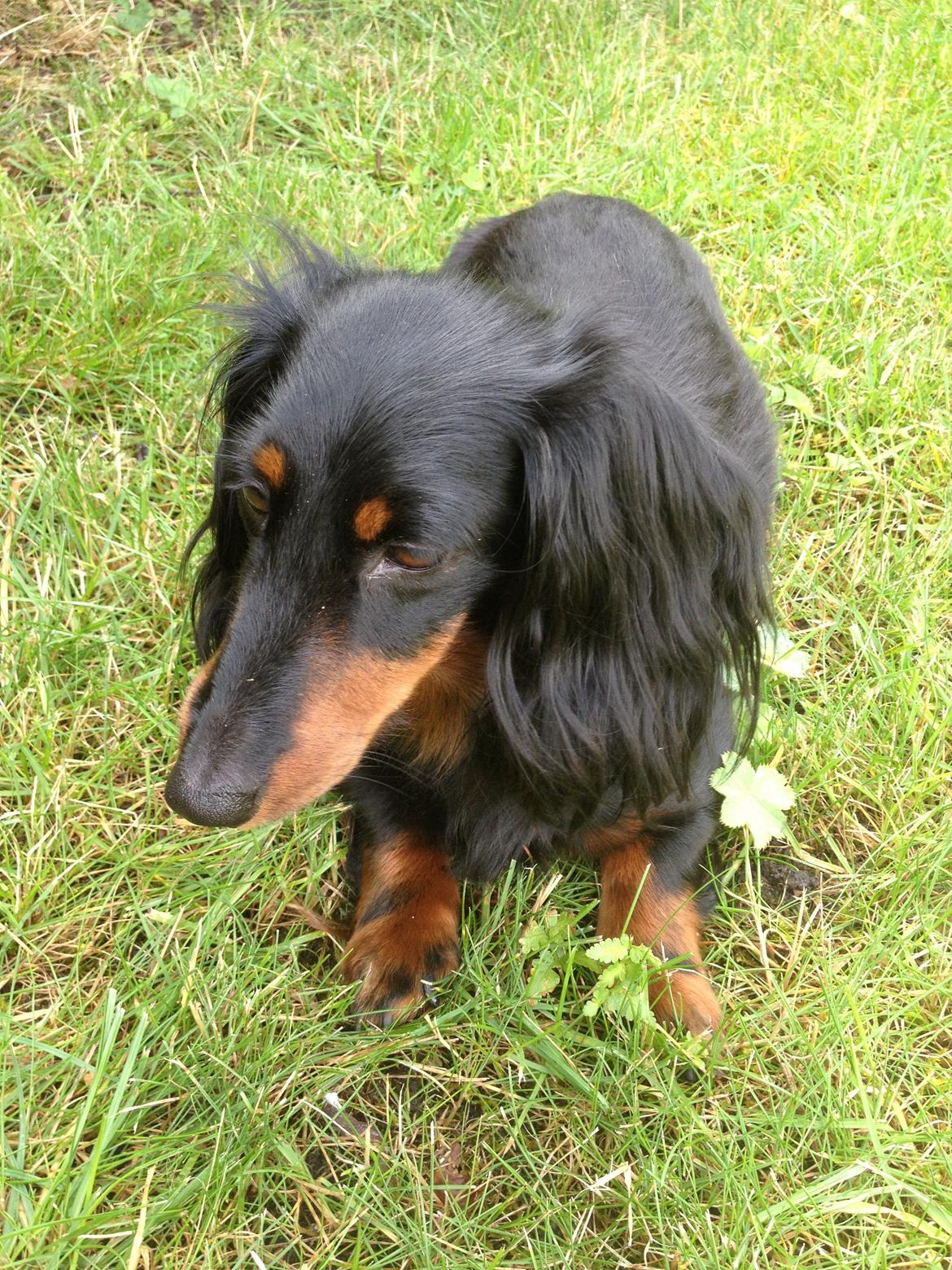 Miniature gravhund Malou billede 15