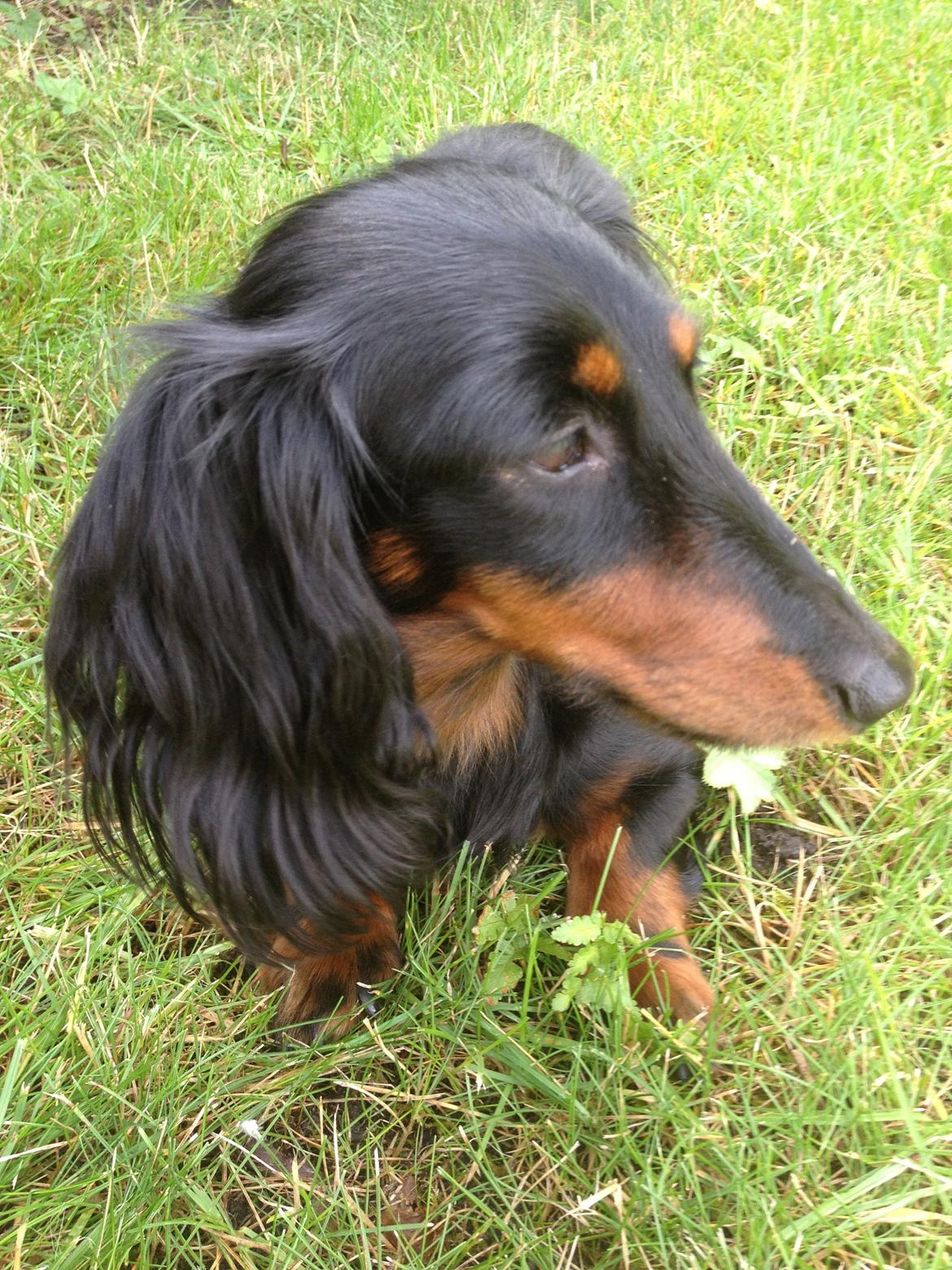 Miniature gravhund Malou billede 16