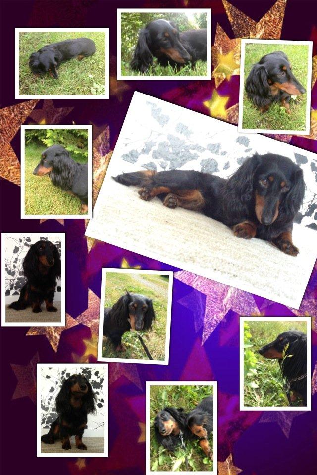 Miniature gravhund Malou billede 17