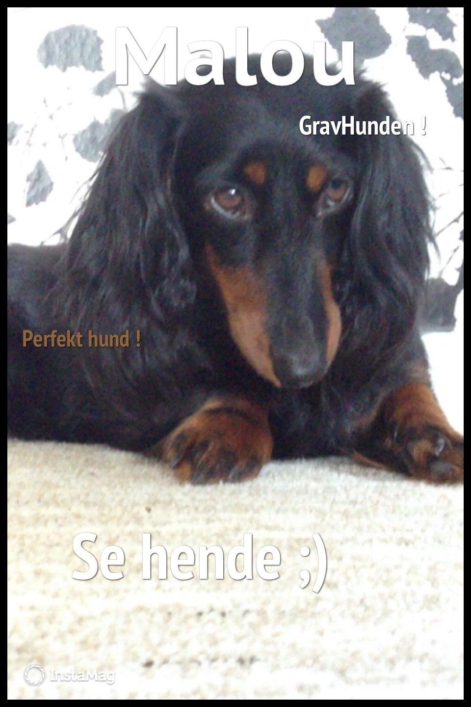 Miniature gravhund Malou billede 18