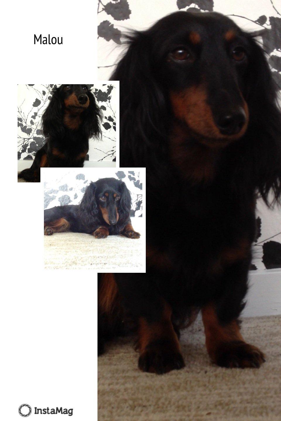 Miniature gravhund Malou billede 19