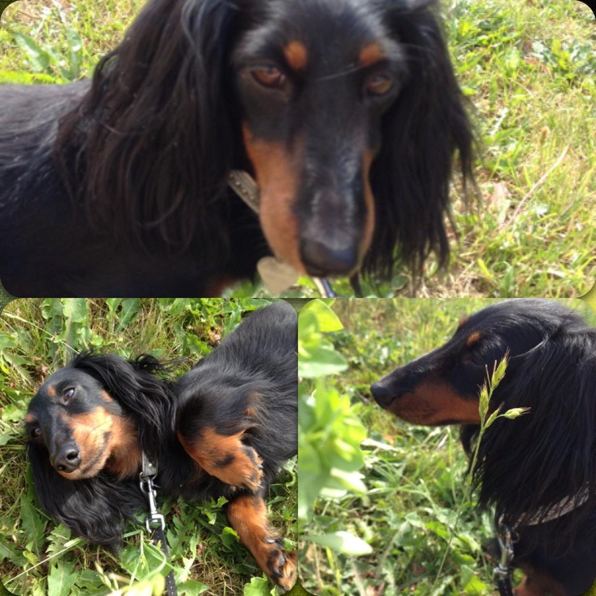 Miniature gravhund Malou billede 20