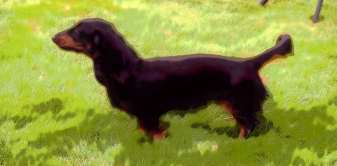 Miniature gravhund Malou billede 21