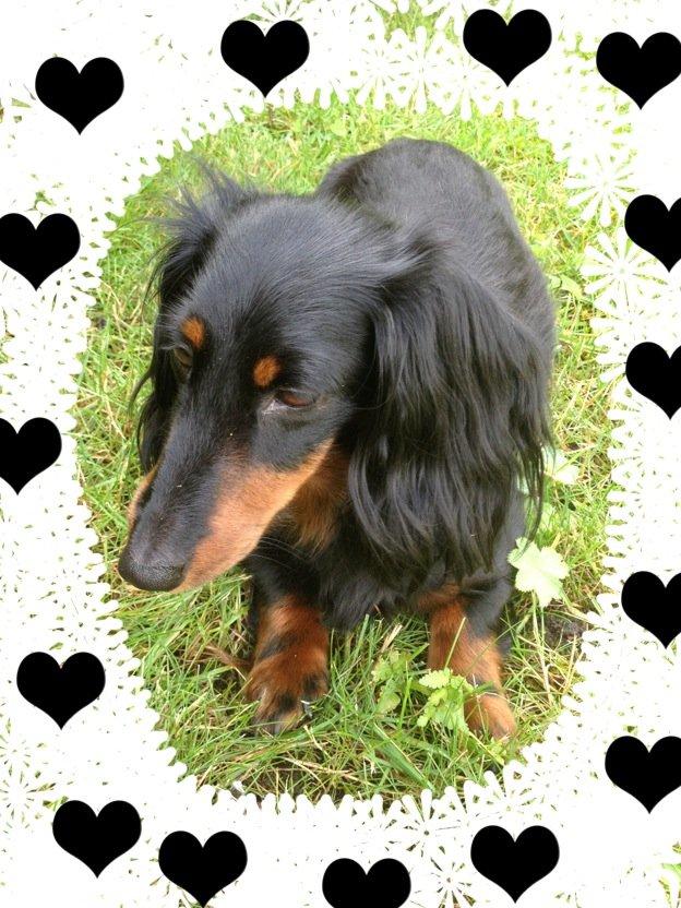 Miniature gravhund Malou billede 22