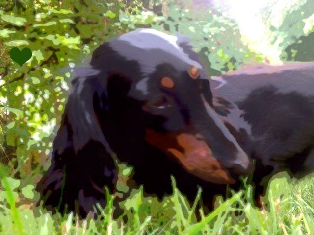 Miniature gravhund Malou billede 23