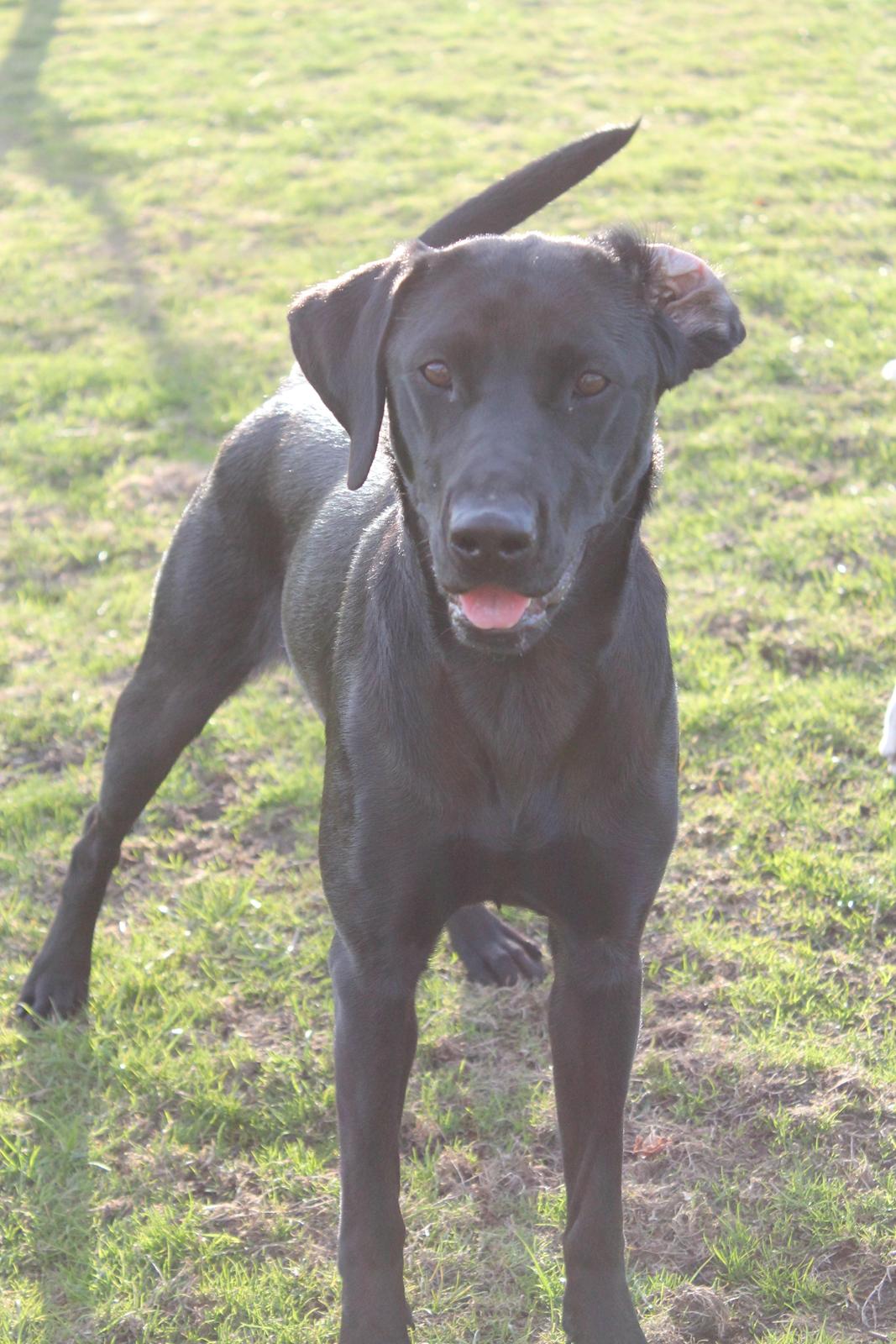Labrador retriever Lady<3 (Far's) - Velkommen til min profil<3 mit navne er LADY<3 kig jer gerne omkring billede 1
