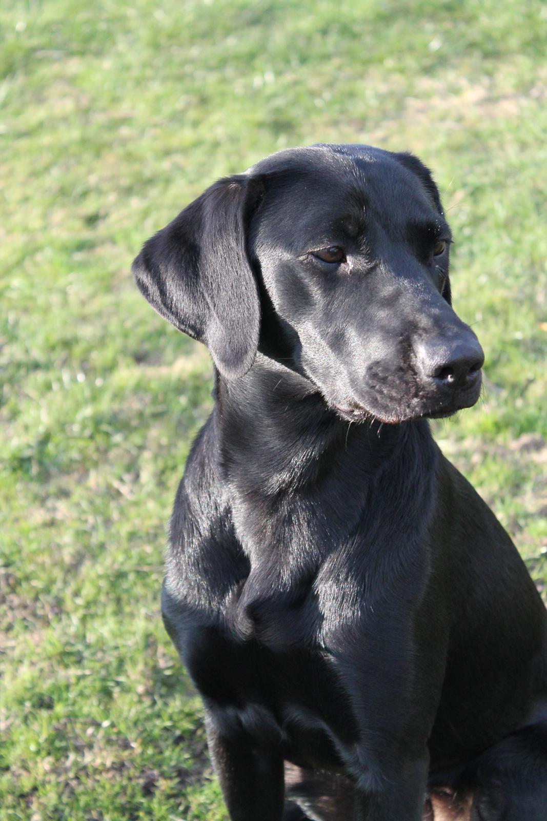Labrador retriever Lady<3 (Far's) - Hvad er der, jeg har fået øje på noget<3 billede 2
